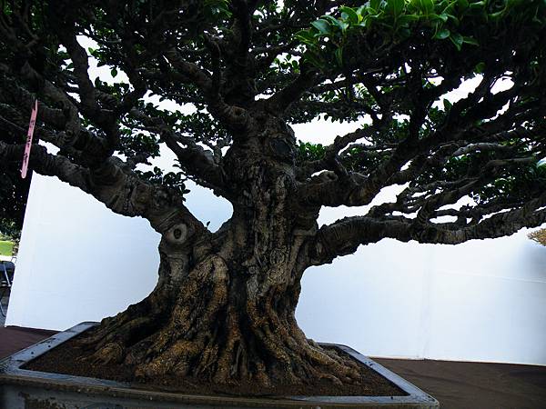 DSCF0423.JPG DSCF0423.JPG