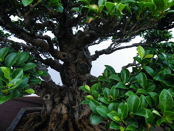 DSCF0424.JPG DSCF0424.JPG