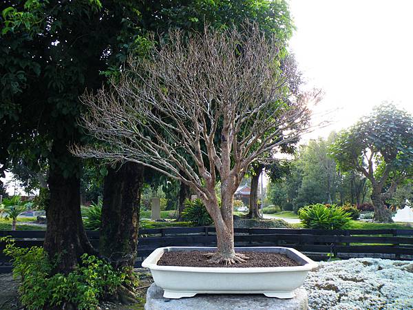 DSCF0425.JPG DSCF0425.JPG