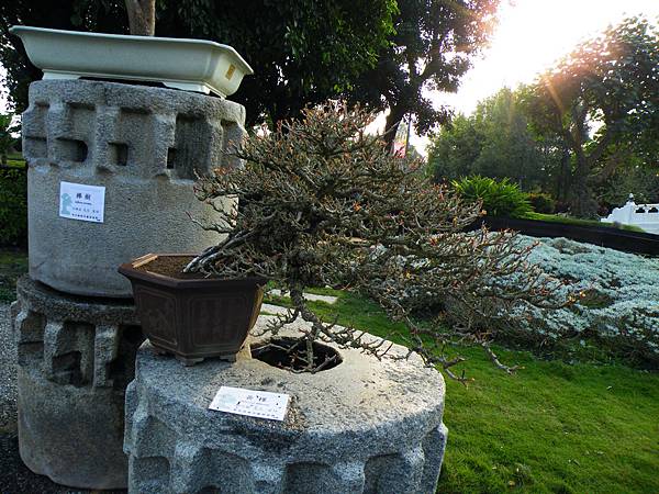 DSCF0427.JPG DSCF0427.JPG