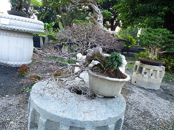 DSCF0429.JPG DSCF0429.JPG