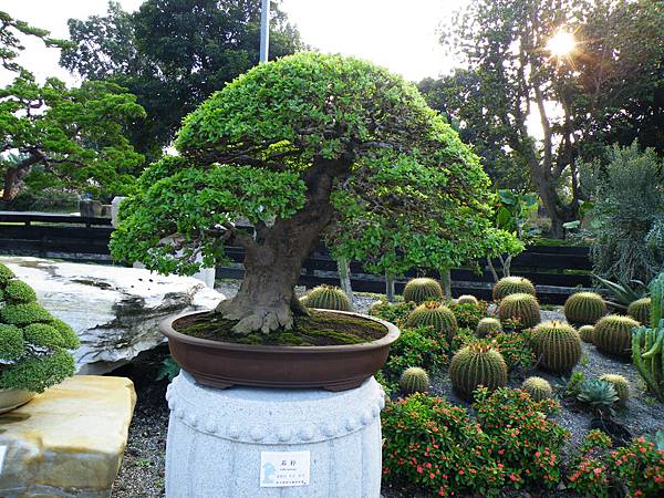 DSCF0432.JPG DSCF0432.JPG