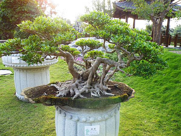 DSCF0438.JPG DSCF0438.JPG