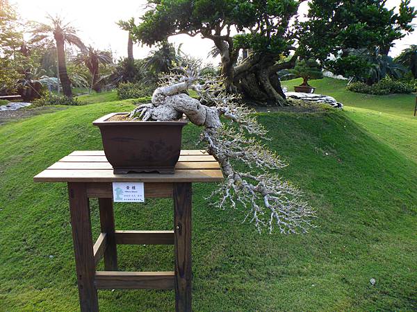 DSCF0441.JPG DSCF0441.JPG