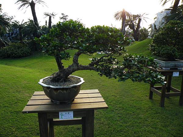 DSCF0445.JPG DSCF0445.JPG