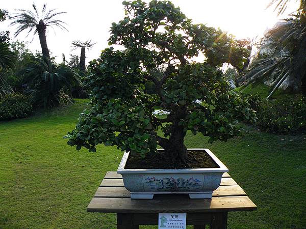 DSCF0446.JPG DSCF0446.JPG