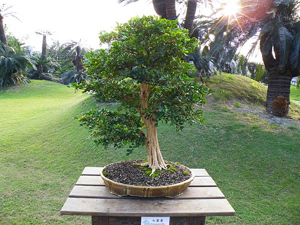 DSCF0449.JPG DSCF0449.JPG