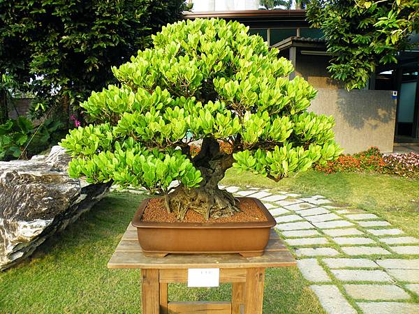 DSCF0455.JPG DSCF0455.JPG