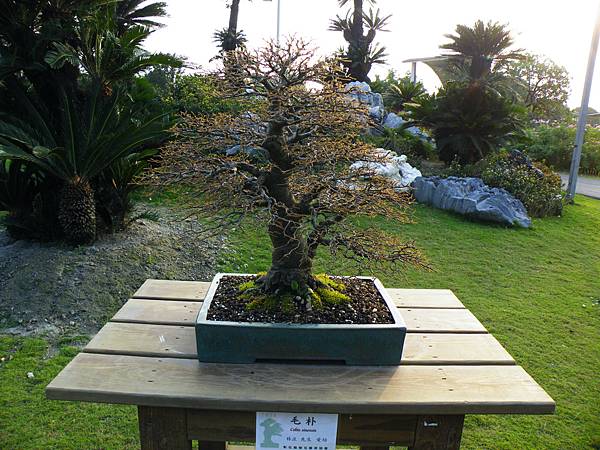 DSCF0456.JPG DSCF0456.JPG