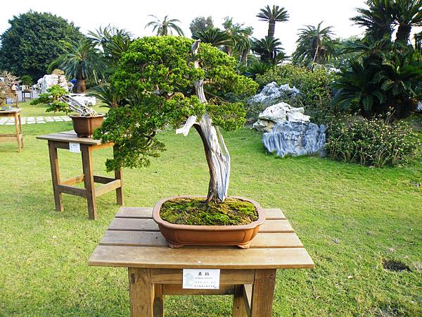 DSCF0461.JPG DSCF0461.JPG