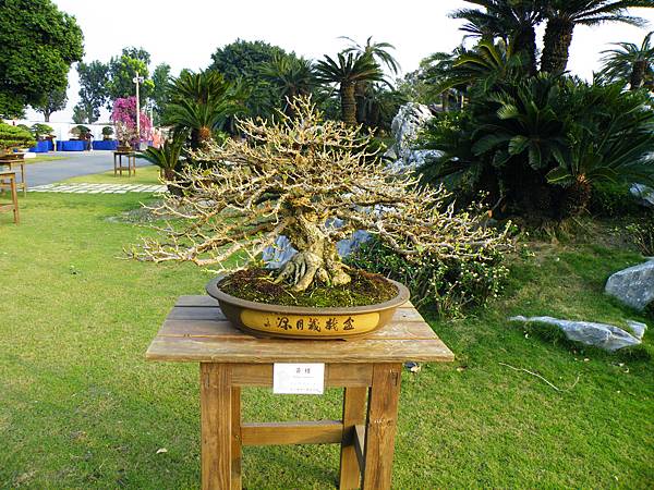 DSCF0462.JPG DSCF0462.JPG