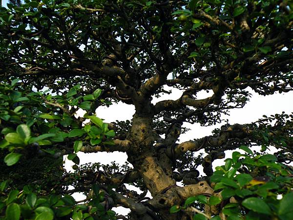 DSCF9866.JPG DSCF9866.JPG