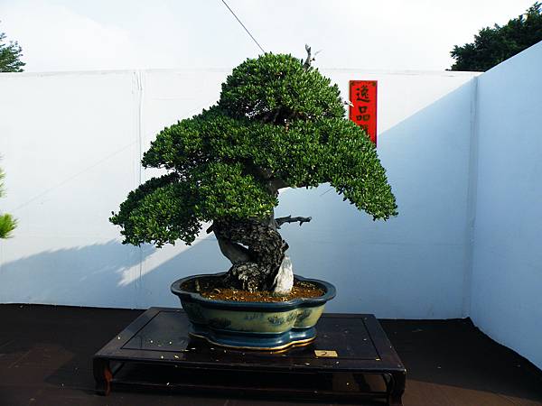 DSCF9868.JPG DSCF9868.JPG