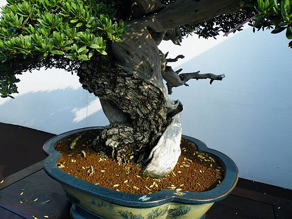 DSCF9869.JPG DSCF9869.JPG