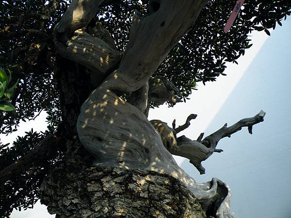 DSCF9871.JPG DSCF9871.JPG