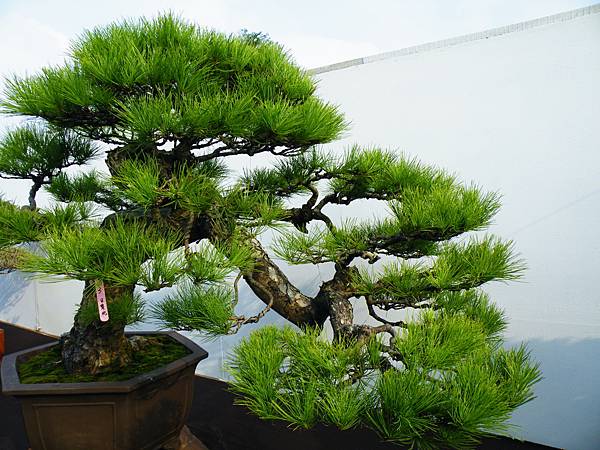 DSCF9875.JPG DSCF9875.JPG