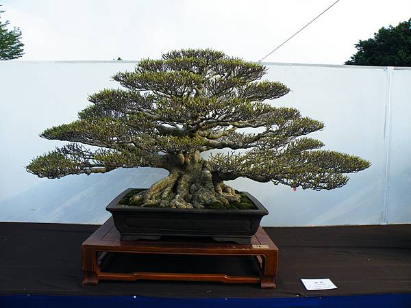 DSCF9876.JPG DSCF9876.JPG