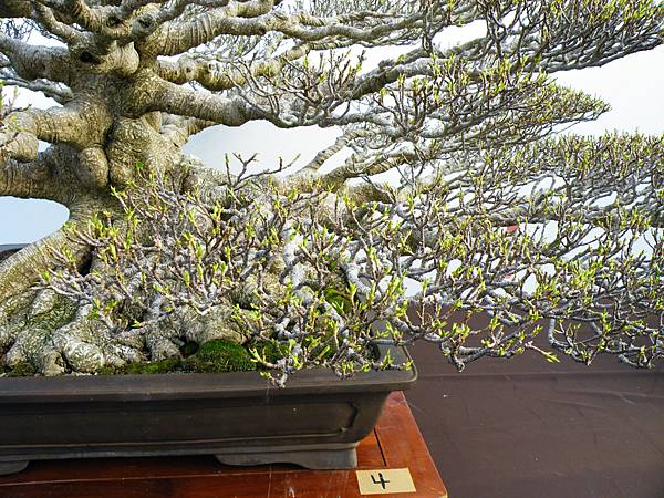 DSCF9878.JPG DSCF9878.JPG