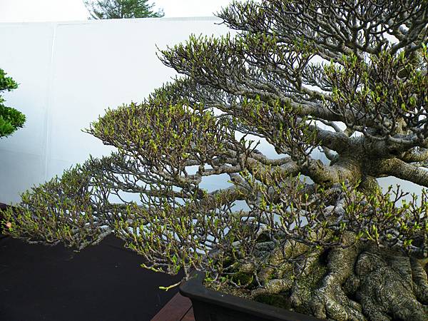 DSCF9879.JPG DSCF9879.JPG