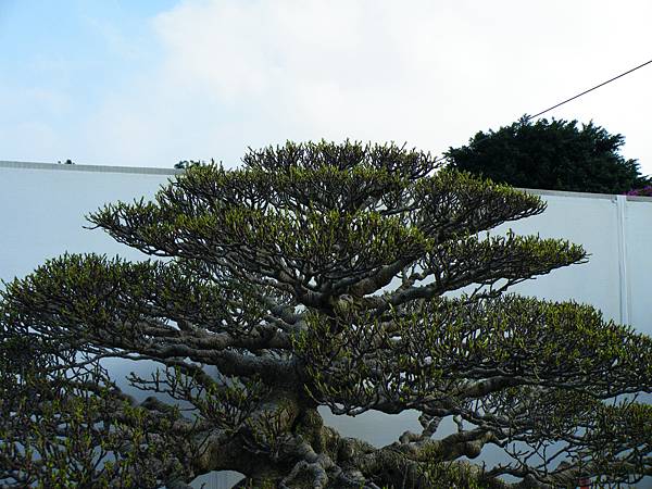 DSCF9881.JPG DSCF9881.JPG