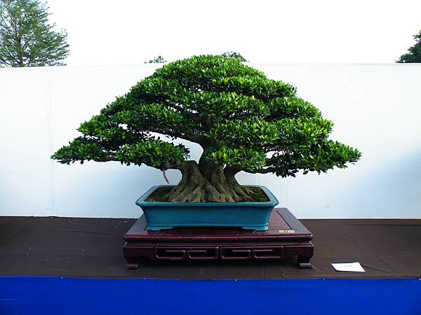 DSCF9882.JPG DSCF9882.JPG