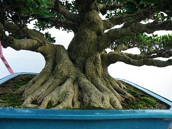 DSCF9884.JPG DSCF9884.JPG