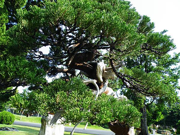 DSCF9037.JPG DSCF9037.JPG