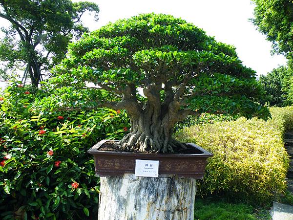 DSCF9047.JPG DSCF9047.JPG