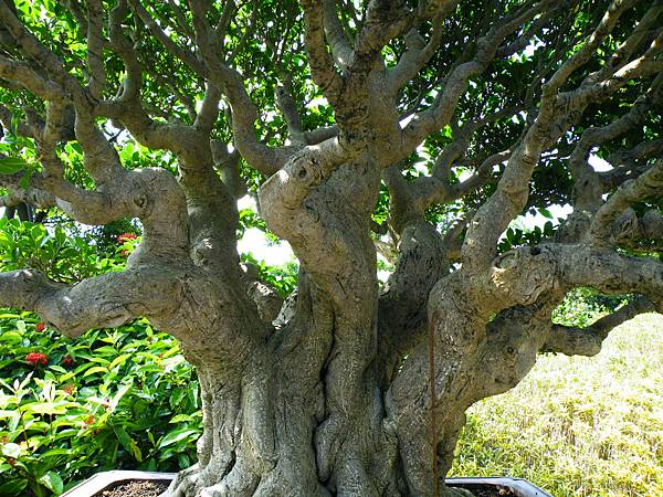 DSCF9049.JPG DSCF9049.JPG