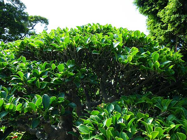 DSCF9050.JPG DSCF9050.JPG