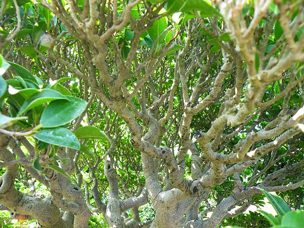 DSCF9051.JPG DSCF9051.JPG