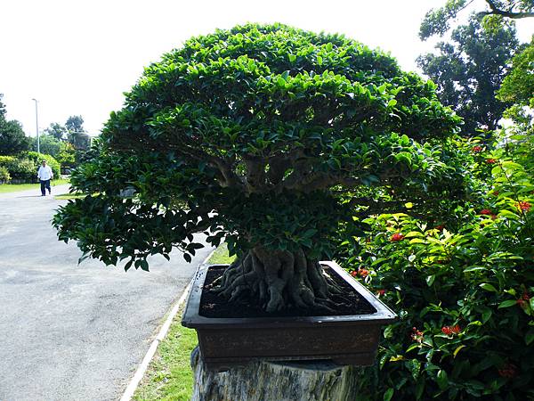 DSCF9052.JPG DSCF9052.JPG