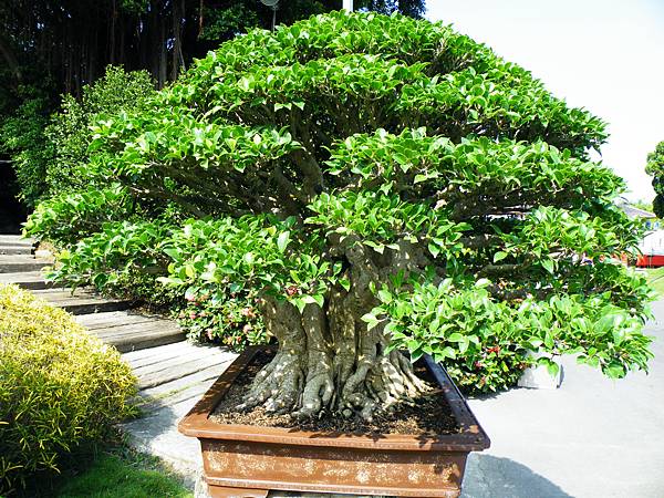 DSCF9054.JPG DSCF9054.JPG