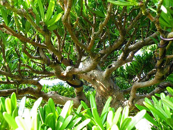 DSCF9060.JPG DSCF9060.JPG