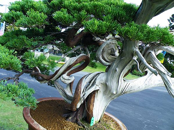 DSCF9064.JPG DSCF9064.JPG