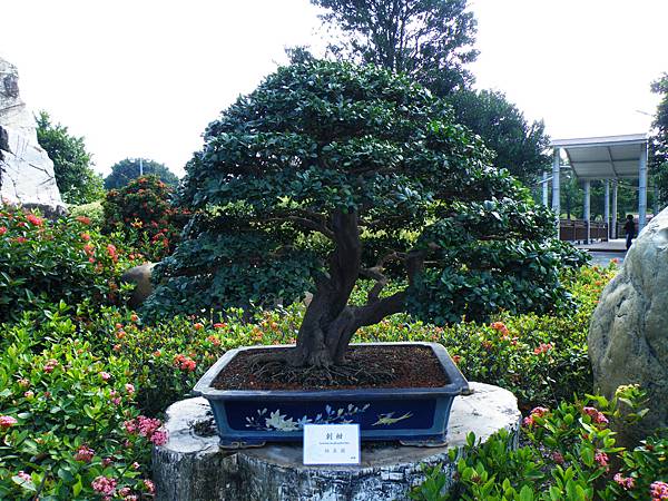 DSCF9071.JPG DSCF9071.JPG