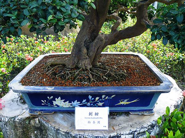 DSCF9072.JPG DSCF9072.JPG