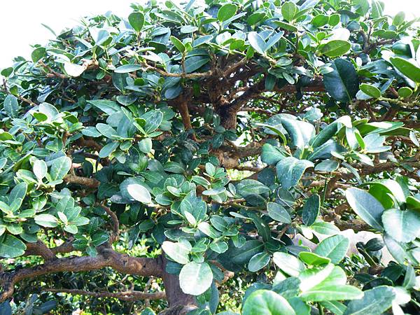 DSCF9076.JPG DSCF9076.JPG