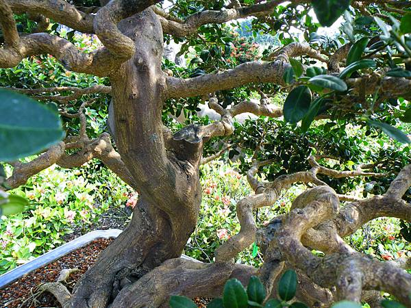 DSCF9077.JPG DSCF9077.JPG