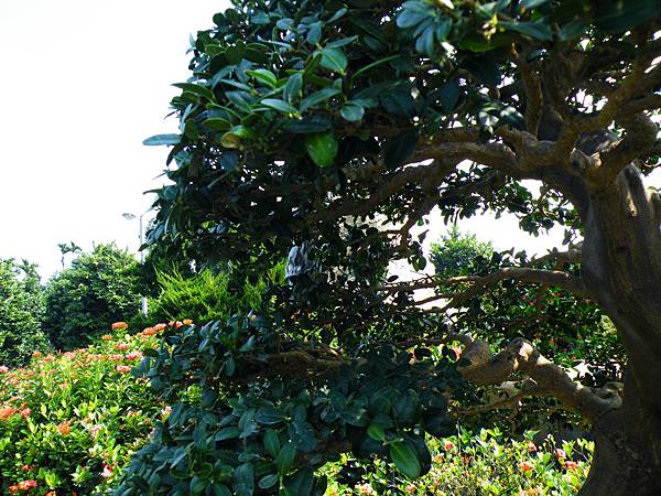 DSCF9078.JPG DSCF9078.JPG