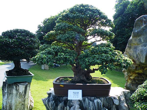 DSCF9079.JPG DSCF9079.JPG