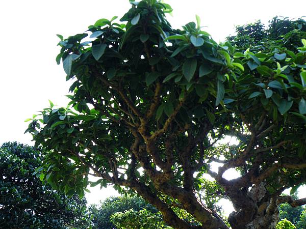 DSCF9082.JPG DSCF9082.JPG