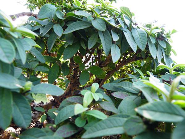 DSCF9084.JPG DSCF9084.JPG