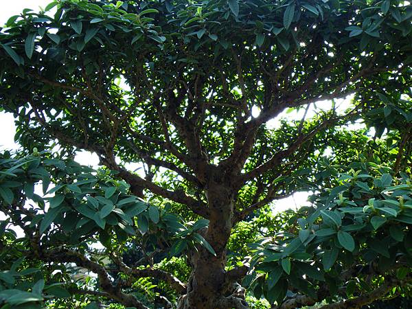 DSCF9085.JPG DSCF9085.JPG