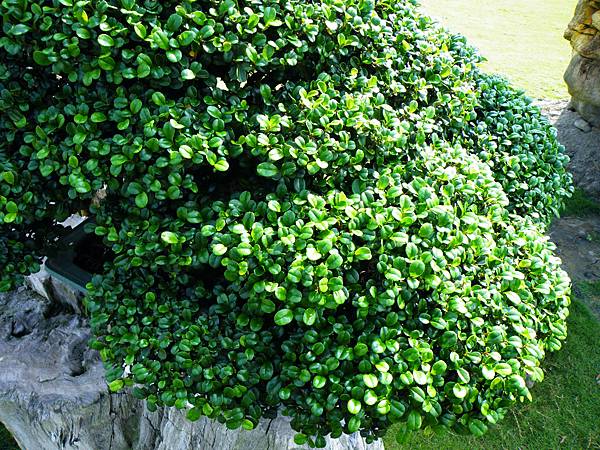 DSCF9089.JPG DSCF9089.JPG