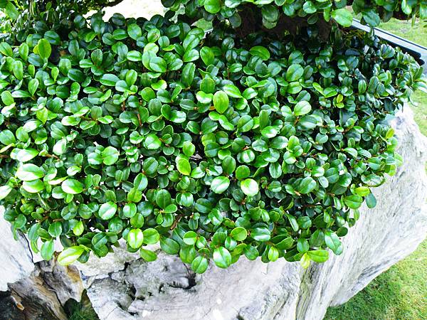 DSCF9091.JPG DSCF9091.JPG