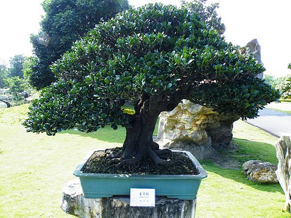 DSCF9092.JPG DSCF9092.JPG