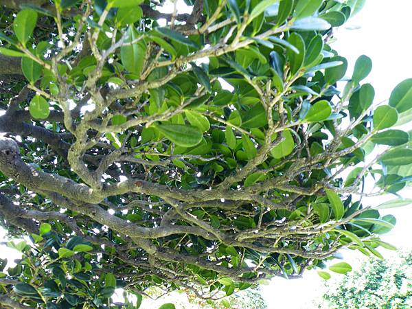 DSCF9097.JPG DSCF9097.JPG