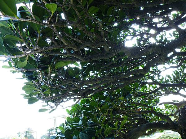 DSCF9098.JPG DSCF9098.JPG