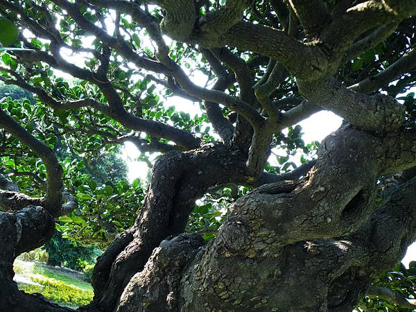 DSCF9099.JPG DSCF9099.JPG